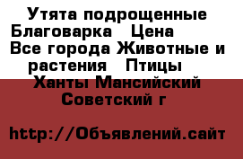 Утята подрощенные Благоварка › Цена ­ 100 - Все города Животные и растения » Птицы   . Ханты-Мансийский,Советский г.